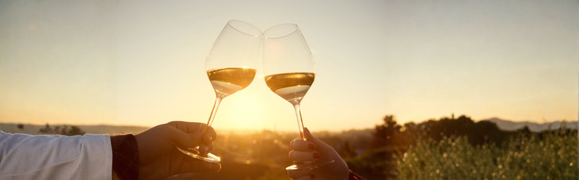 Wijncursus: Ontdek de wereld van wijn